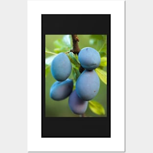 Ripe blue plums in an orchard Posters and Art